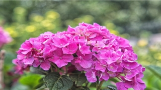 梦到被蛇咬手指(梦到被蛇咬手指我掐断蛇头)