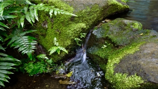 84年属鼠一生大劫年(财多身弱走劫财大运)