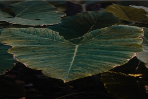 粗制滥造的意思解释(粗制滥造什么意思)