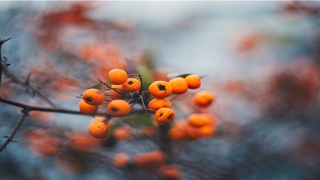 八字被别人知道被借运怎么破(拍梅艳芳的传记)