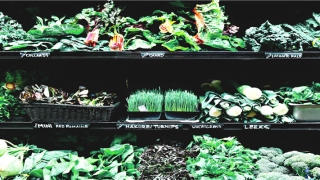 虎女和马男婚姻相配吗(女虎婚姻配什么最好)