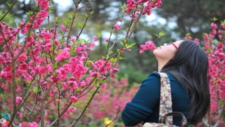 八字测桃花运(什么是桃花运)