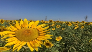 鹤眼面相图片(生来具有光宗耀祖命的鹤形眼)