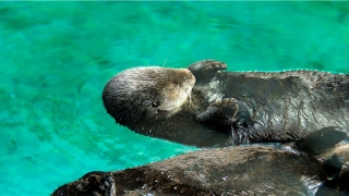 面相为鬼相的明星(罗兰演员年轻照片)