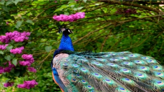 梦到马是什么意思周公解梦(睡着了脑子里总是做梦)