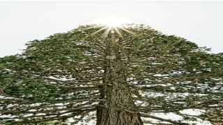 测名字免费 打分(公司取名字打分免费查询)