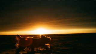 86年属什么生肖与什么配最好(属虎86年74年98年的今年可以好好大干一场打基础一年)