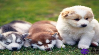 男狗配女狗的婚姻怎么样(女狗男狗婚姻是否相配)