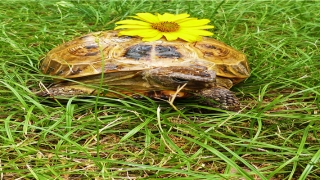 男人感情线末端分叉会离婚吗(如看查看手相上的婚姻线)