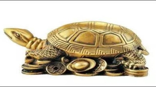 巴西龟放门口风水(龟的风水讲究)