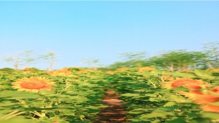 梦到老公突然去世哭醒(突然梦到老公去世了)