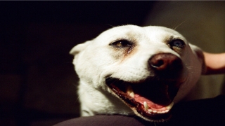 男面痣图清晰图片(能看见鼻孔的男人面相)