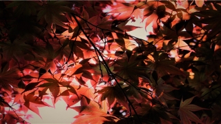 梦到骑自行车(梦见骑自行车出行)