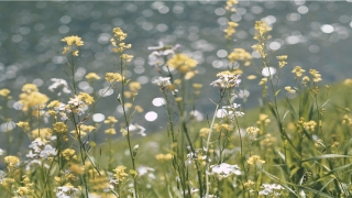 85年属牛人30岁后运气如何(85年属什么牛)