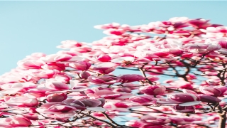 2015年是什么生肖年男运势(2015年生肖运势)_重复