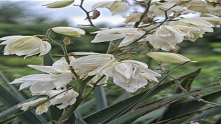 梦到骑马预示着什么(做梦梦到骑马预示着什么)