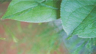 2020龙女全年运势(2020年运势详解免费)_重复