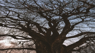 斌的名字含义是什么(给男孩取名字大全独特稀少)