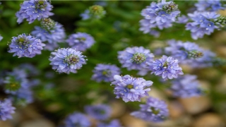 成都石经寺算命准的师傅有吗(来成都街边算上一卦)