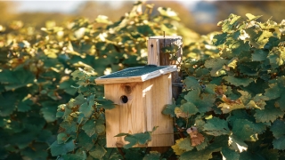 梦到被蛇咬脚是什么意思(周公解梦被蛇咬了脚是什么意思)