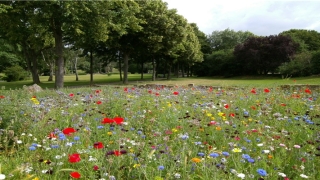 梦到结婚是什么预兆(已婚女人梦到结婚是什么预兆)