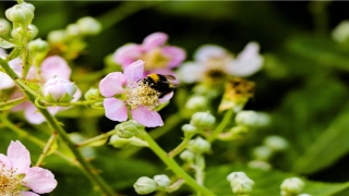 带漫字真诚高雅好名(漫字作名字好不好)