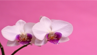 带火带木的女孩名字(带火带木的女孩名字带有希望意思)