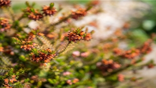 梦到超大洪水特别猛(梦见被救援)