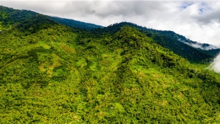 草字头的名字有哪些(草字头取名字的都有哪些)