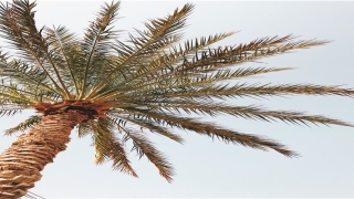 2020年1月生肖蛇运气如何(今年生肖2020)_重复