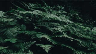 梦到黑蜘蛛预示着什么(晚上睡觉梦到蜘蛛是什么意思)