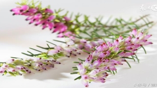 2004年7月20日的生辰八字(注定二婚命的生肖)_重复