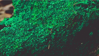 2020年称骨算命表女(五分钟就学会的八字称骨算命法)_重复